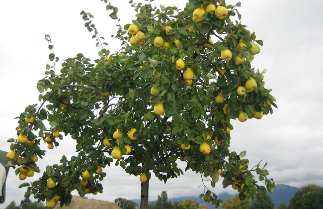Steigmatt Bauernhof - Erlebnis - Foto 43
