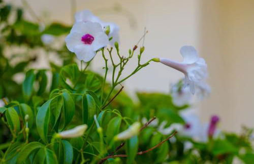 Alethea's Sea View Apartment - Foto 70