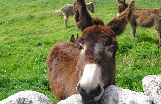 Al Regio Tratturo - Foto 23