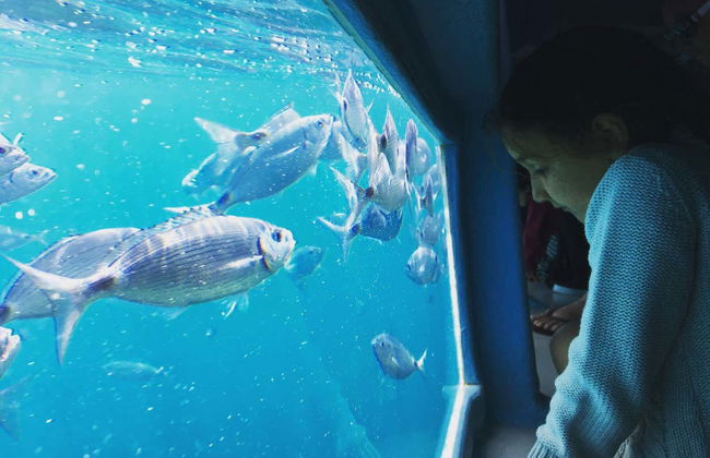 Cap Norfeu & Cala Jóncols Boat Trip - Foto 8