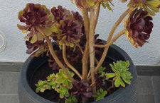 Villa Irene - Foto 17