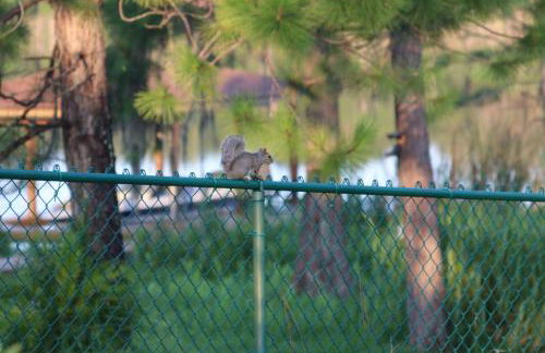 SWISS 105 - Lake Olsen - Foto 13