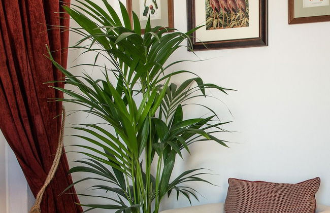 Las Palmeras del Califa - Foto 14