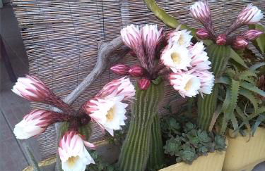 Appartamenti Claudia Rio - Foto 17