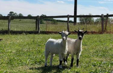 Naturnahes, neu möbl.Apartment, hundefreundlich - Foto 11