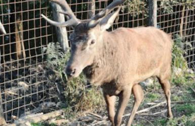 Plitvice Nature Resort - Foto 39