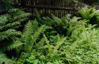 Dom Królowy Most 67 - Foto 21