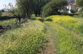 Casa-Finca El Maipéz de Tejeda - Foto 19