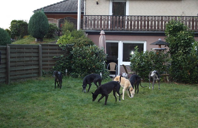 Garden-view Apartment in Heringhausen Lake City Centre - Photo 38