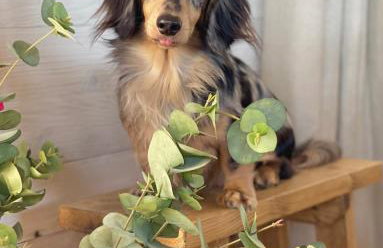 Luxury Boutique retreat, hot tub, dog friendly - Foto 74