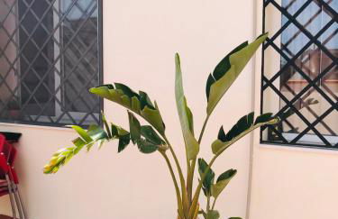 Lavica Di Mezzo Apartments - Foto 30