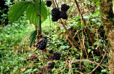 Secluded Converted Horsebox Retreat in Welcombe - Foto 15