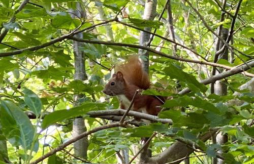 Ferienhaus Kuschel-Muschel - Photo 29