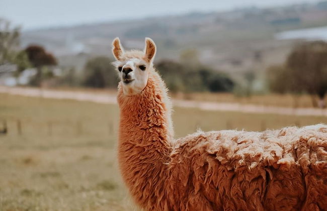 Hotel Chalé Capitólio - Foto 36