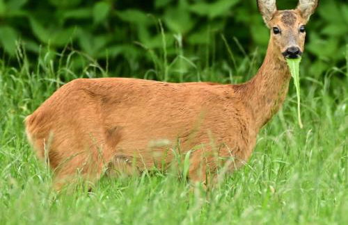 Ediths Haus - Foto 27