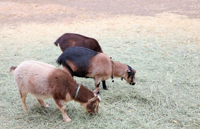 Eycat Lodging Company - Foto 47