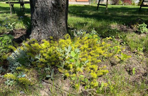 Domek wypoczynkowy Letnisko Sosenkowo - Foto 73