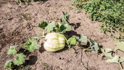 Ocean View Cottage - Foto 5