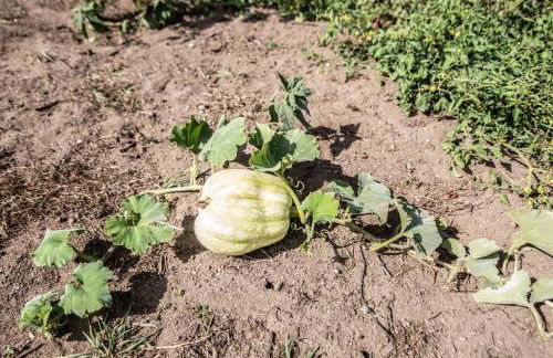 Ocean View Cottage - Foto 5