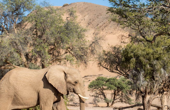 Safari de 10 días por Namibia - Foto 1