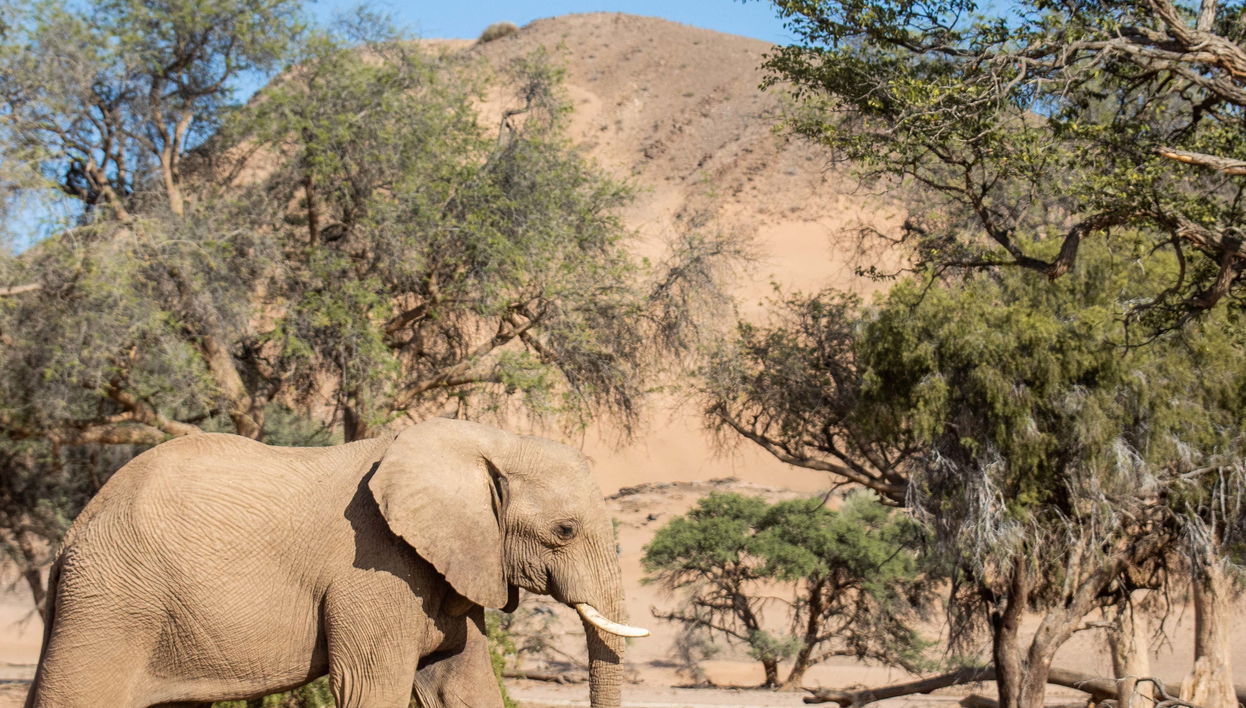 Safari de 10 días por Namibia