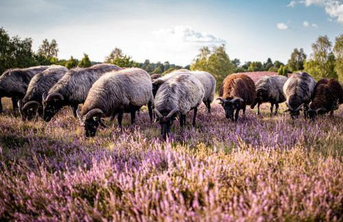 Heidehof Oberhaverbeck - Foto 43