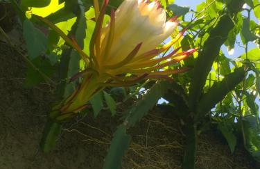 Chácara Rancho do Lago - Foto 34