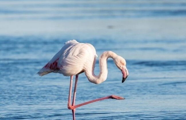 La Cigale Varoise - Hyères La Plage - Photo 30