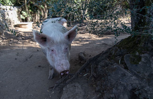 Stazzu lu Bulioni - Foto 63