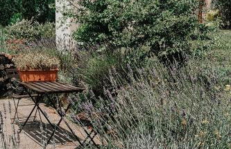 The Olive Grove in Tuscany - Foto 8