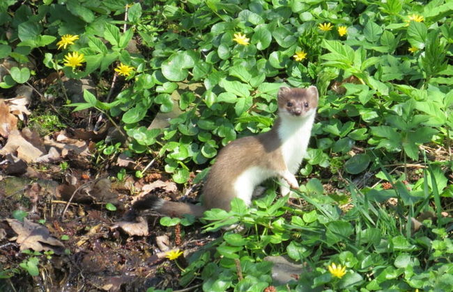 Csilla Comfortable Holiday Residence - Foto 46