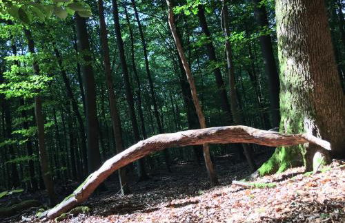 Gittas Paradiesperle - Foto 27