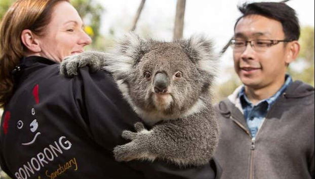 Observez un des koalas du sanctuaire