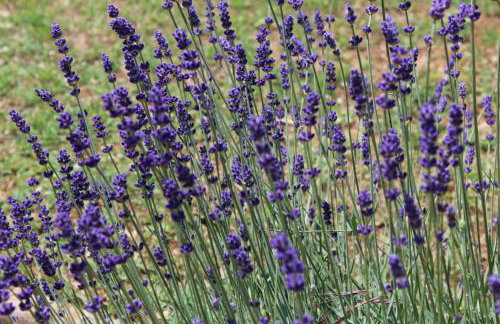 Apartments Seka - Foto 21