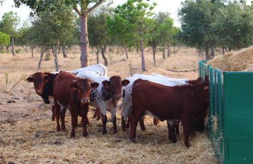 Sesmarias Turismo Rural & SPA - Foto 28