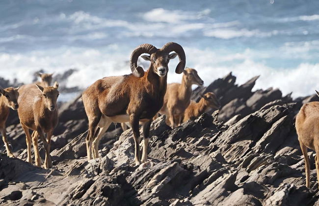 Asinara National Park Day Trip - Photo 10