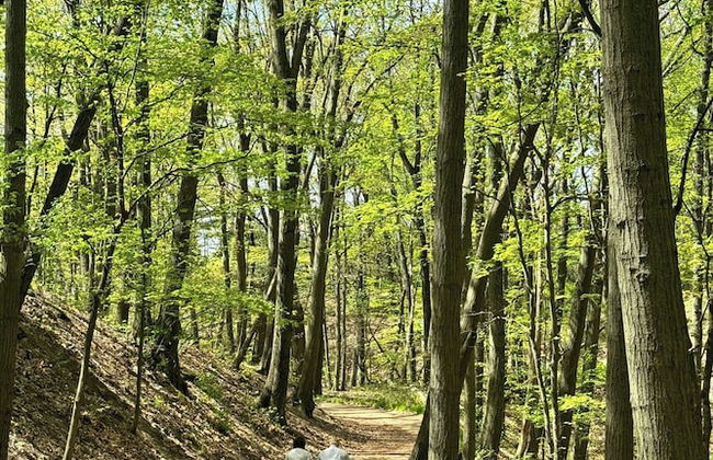 Postcard Cabins Barber Creek, Outdoor Collection by Marriott Bonvoy - Photo 24