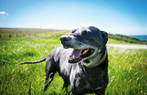 White Eden - explore Cornwall from a comfy central appartment - Foto 28