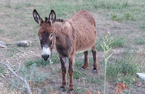 Maria Tsomou - Foto 17