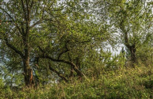 Kałamunka - Foto 76