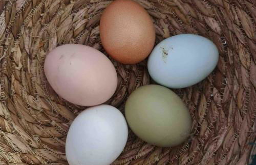 Petit Paradis - Foto 10