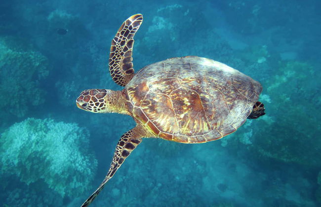 Oahu Dolphin or Turtle Watching & Snorkeling - Foto 7