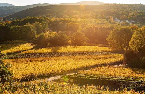 Unter den Reben - Foto 40