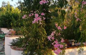 Quinta da Asneira - Foto 43