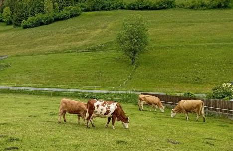 Breakfast with mountains view - Foto 14