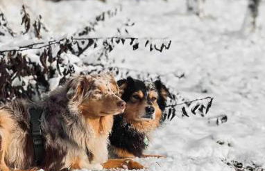 VillaHarmony wartet auf Familien mit Hund! - Foto 10