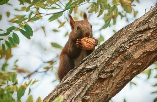 FeHaus Am Walnussbaum - Foto 39