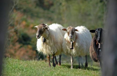 Corte del Rondiellu 2 - Photo 20