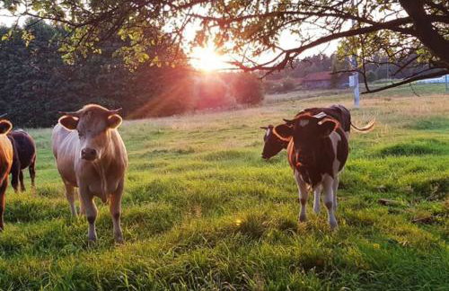 Komfortowy dom wakacyjny dla kilku rodzin - Foto 21