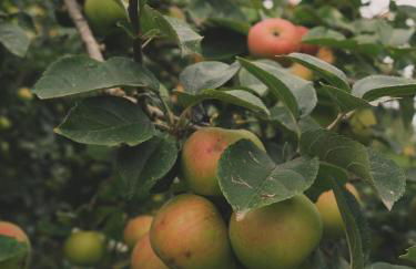 Cabane en A La Pause Sauvage Normandie - Foto 26